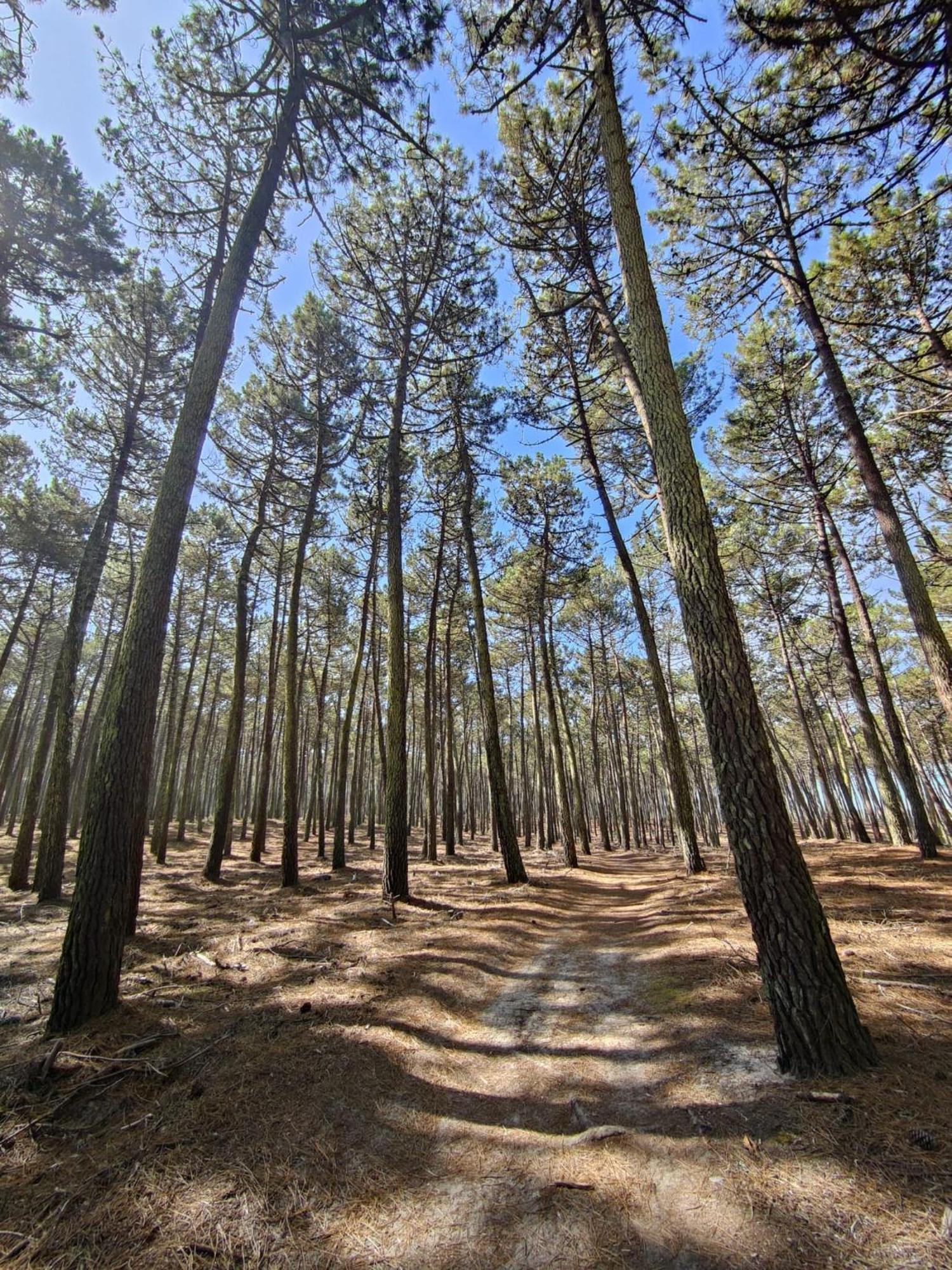 Cortegaça Casa Amarela 빌라 외부 사진